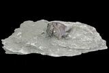 Wide, Enrolled Flexicalymene Trilobite In Shale - Ohio #67665-5